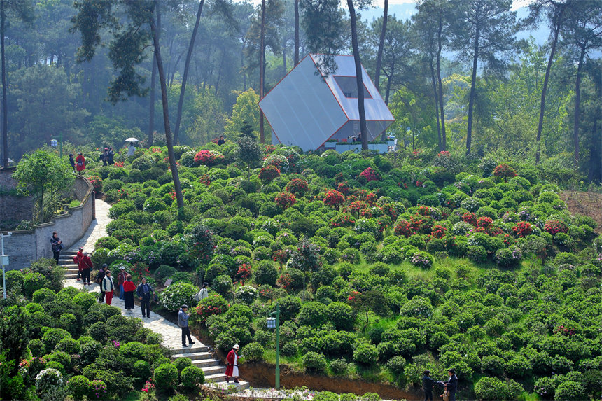 滿山杜鵑花吸引市民前來賞花踏春。郭旭攝
