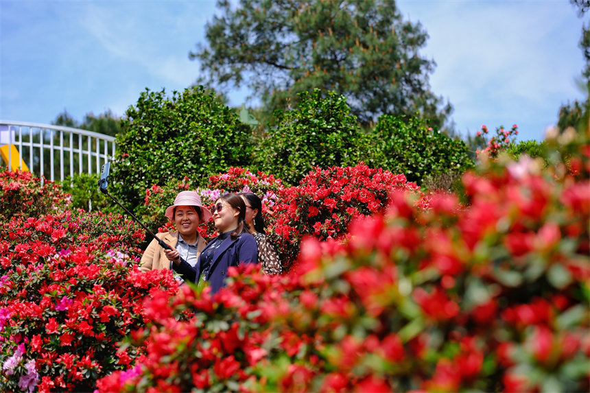 南岸區(qū)放牛村杜鵑花盛開(kāi),吸引不少市民前來(lái)賞花踏春。郭旭攝