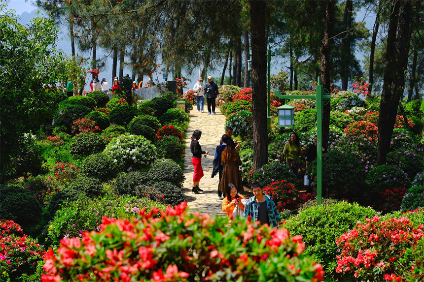 南岸區(qū)放牛村杜鵑花盛開，吸引不少市民前來賞花踏春。郭旭攝