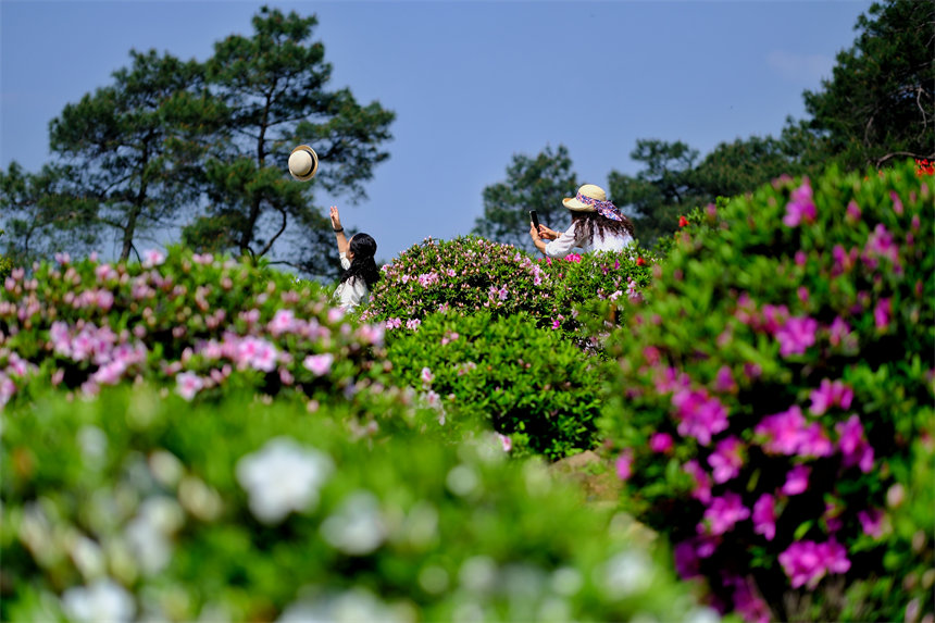 滿山杜鵑花吸引市民前來賞花踏春。郭旭攝