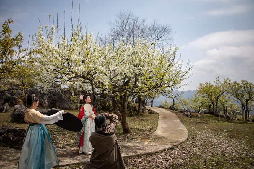 游客們身著古裝暢游梨園。胡程攝