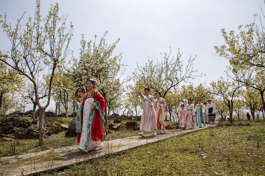 游客們身著古裝暢游梨園。胡程攝