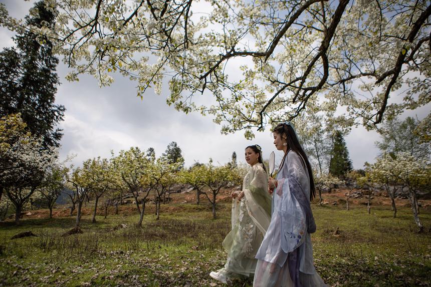 游客們身著古裝暢游梨園。胡程攝