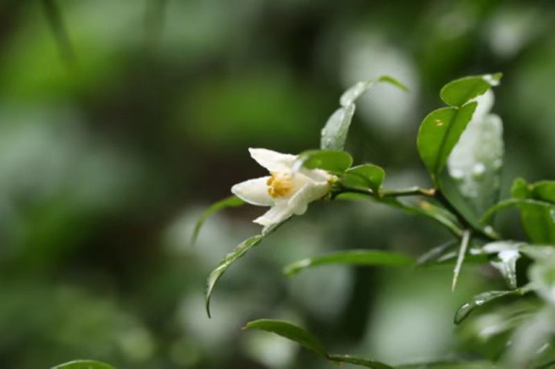 宜昌橙。重慶市林業(yè)局供圖