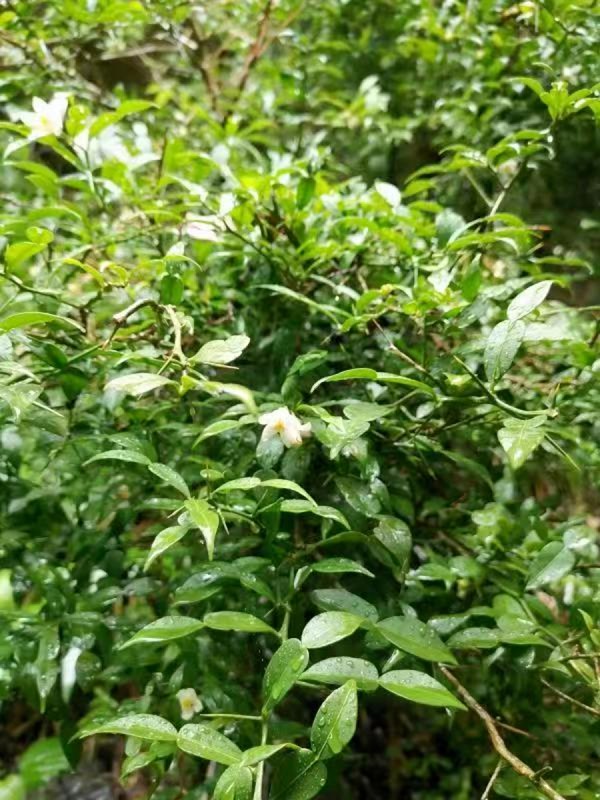 宜昌橙。重慶市林業(yè)局供圖