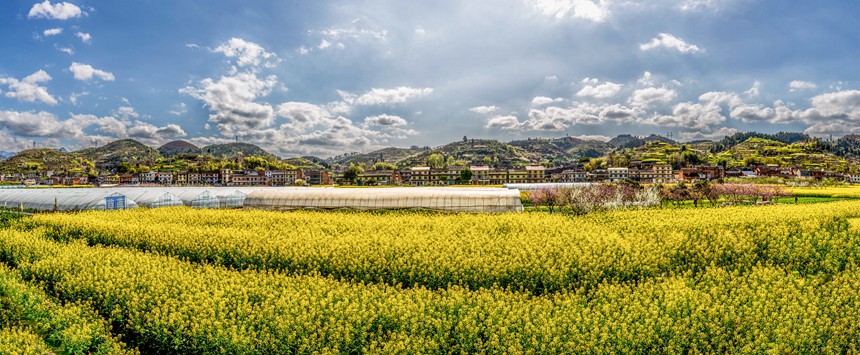 三秀社區(qū)田野花開(kāi)祥瑞如畫(huà)。瞿明斌攝