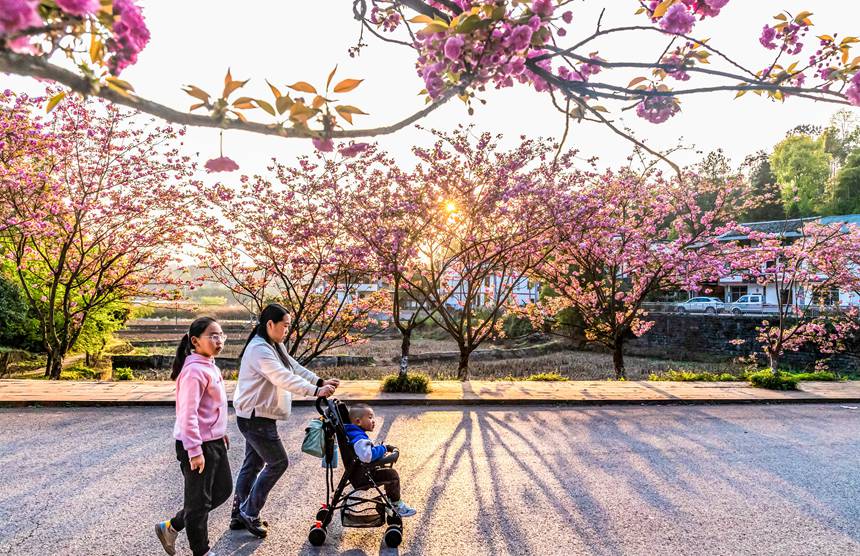 村民行走在櫻花盛開(kāi)的村道上。瞿明斌攝