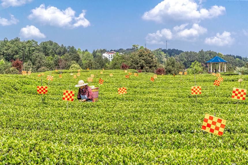 綠色生態(tài)茶園穿上了“花衣”。瞿明斌攝