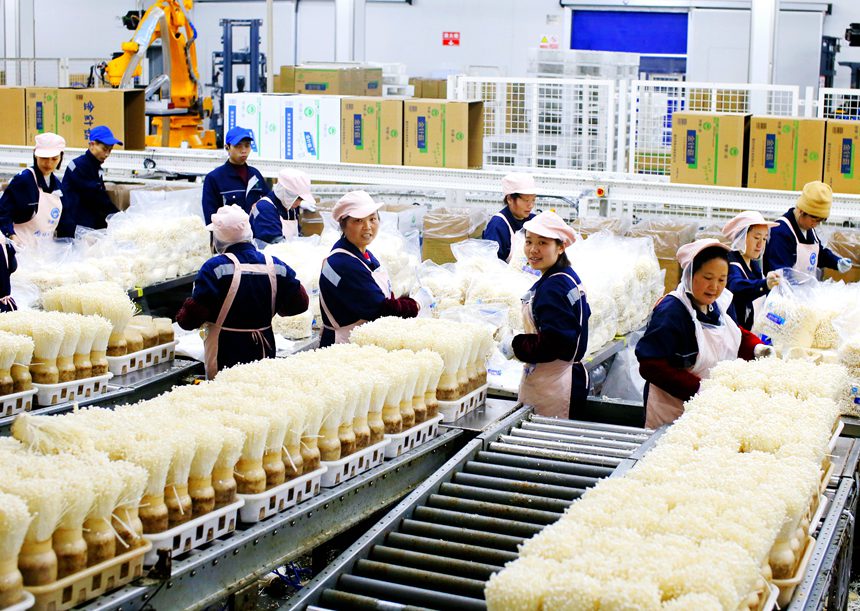 工人在流水線上采收金針菇。曹永龍攝