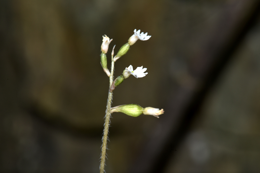 中華叉柱蘭。周厚林攝