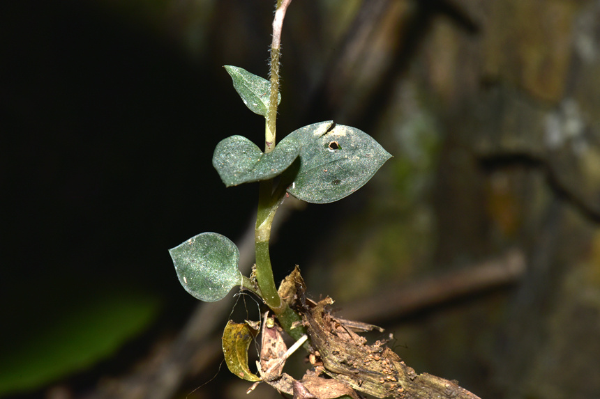 中華叉柱蘭的莖和葉。周厚林攝