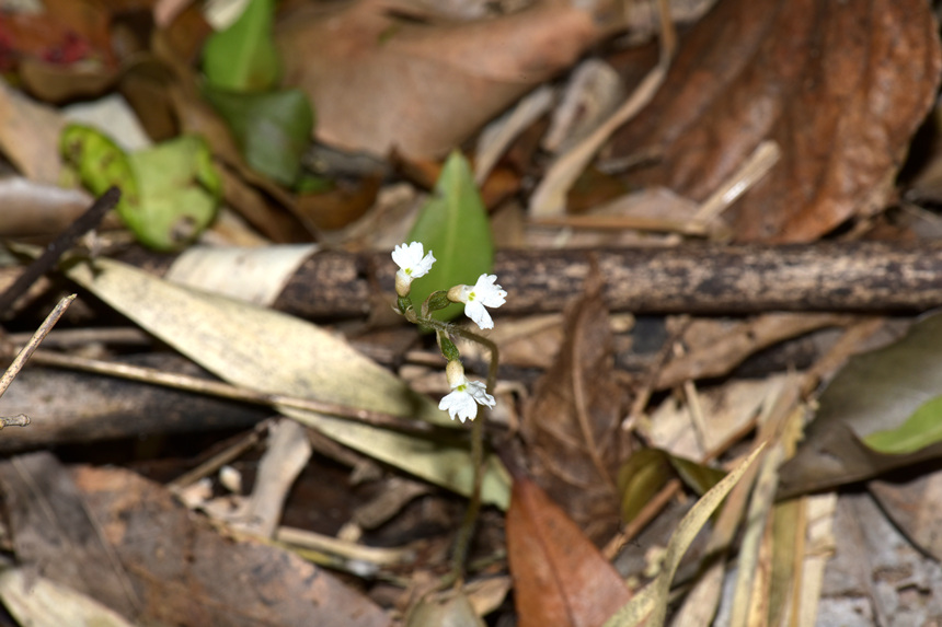 中華叉柱蘭。周厚林攝