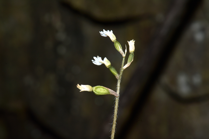 中華叉柱蘭。周厚林攝