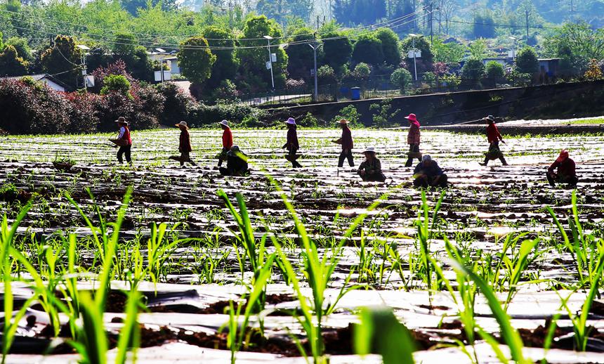 村民正在移栽有機高粱苗。向曉秋攝