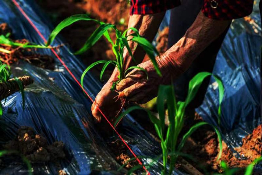 村民正在移栽有機高粱苗。向曉秋攝