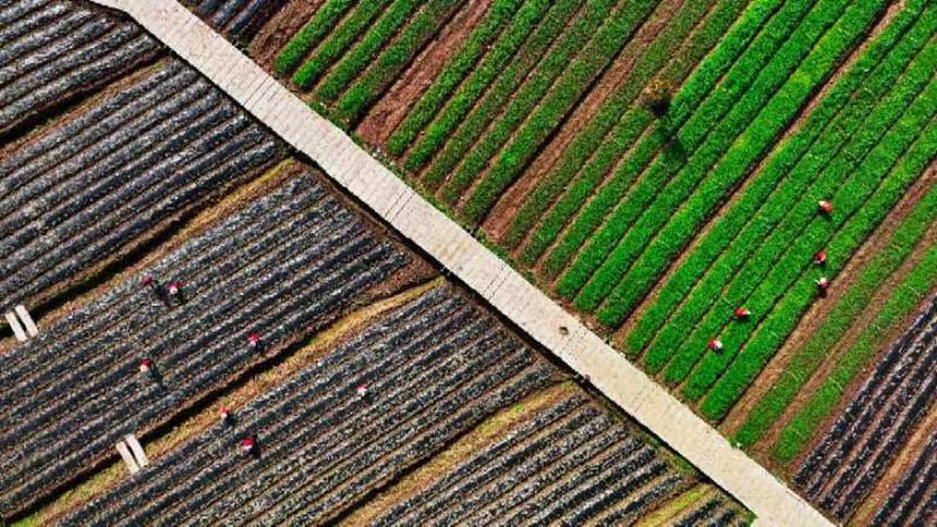 墊江縣永安鎮(zhèn)有機高粱種植試驗基地。向曉秋攝
