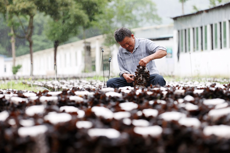 村民在采摘黑木耳。楊敏攝