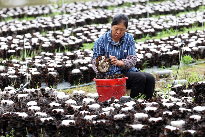 村民在采摘黑木耳。楊敏攝