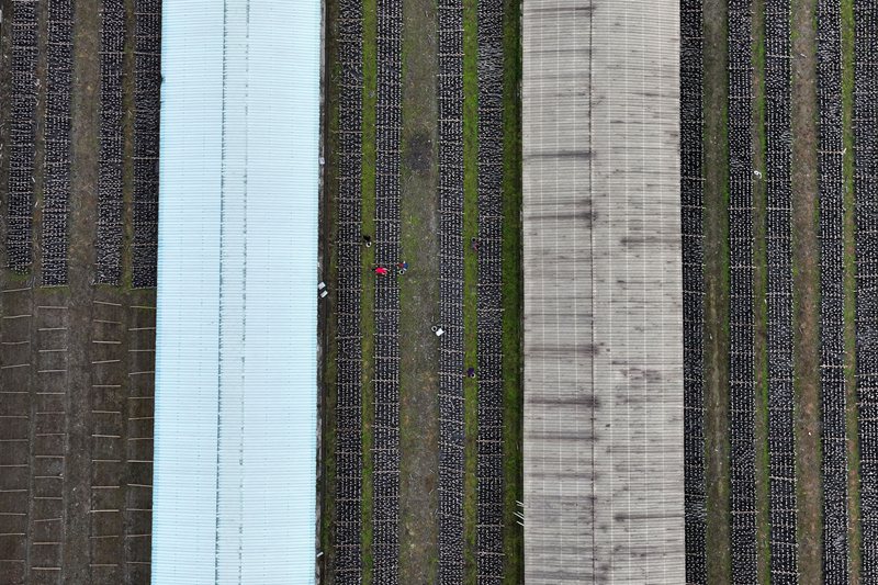 黔江區(qū)石會(huì)鎮(zhèn)食用菌基地。楊敏攝