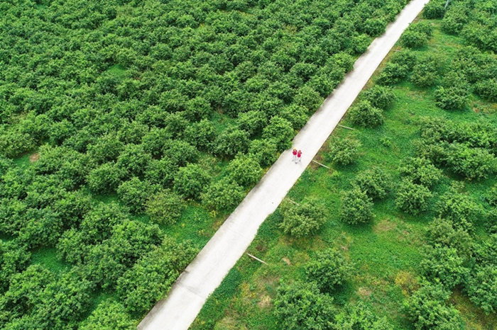 國網(wǎng)重慶銅梁供電公司員工在檸檬基地巡視供電線路。顏玲莉攝