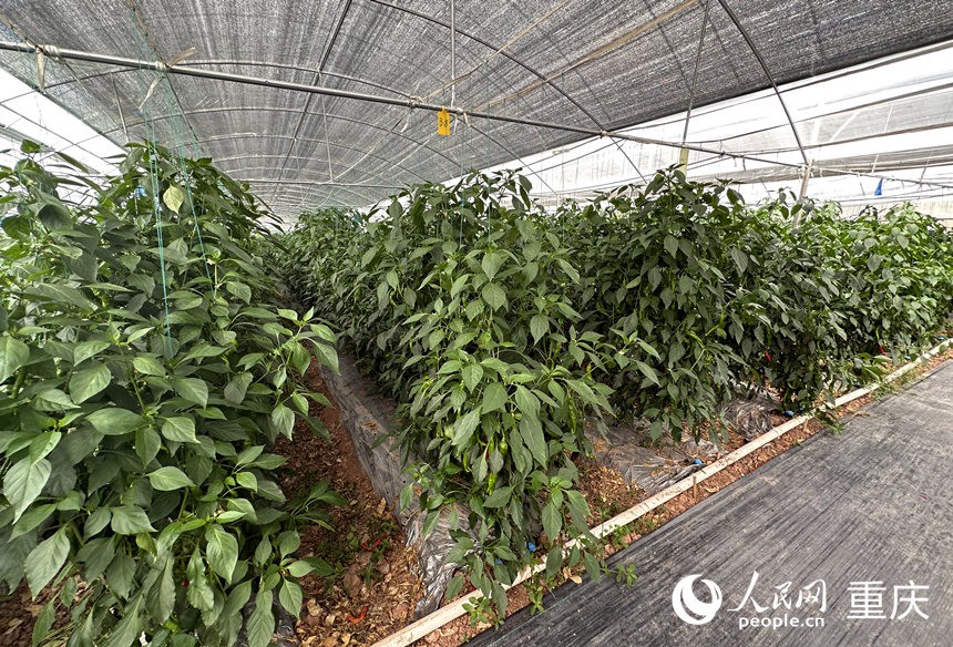 侶俸“巴岳農(nóng)莊”設(shè)施蔬菜科技園內(nèi)作物長勢良好。人民網(wǎng)記者 劉政寧攝