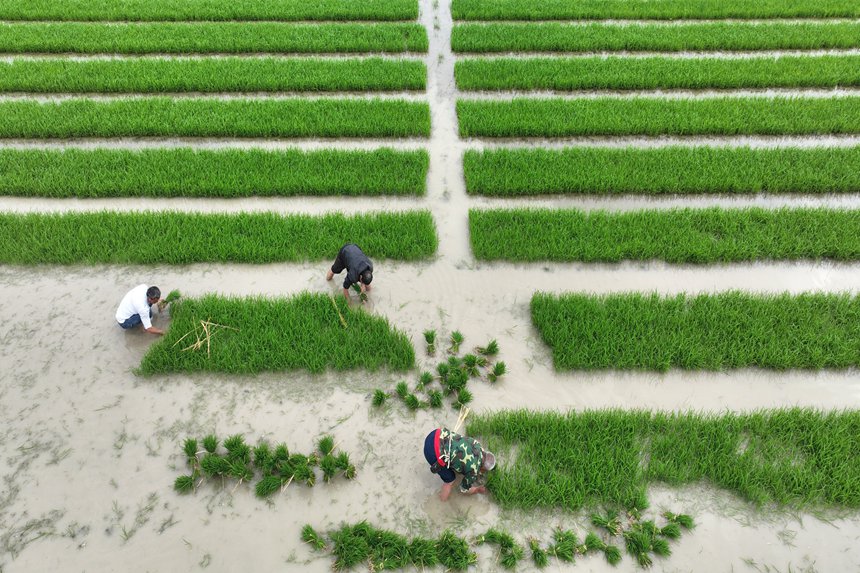 村民在“馬喇貢米”基地起秧。楊敏攝