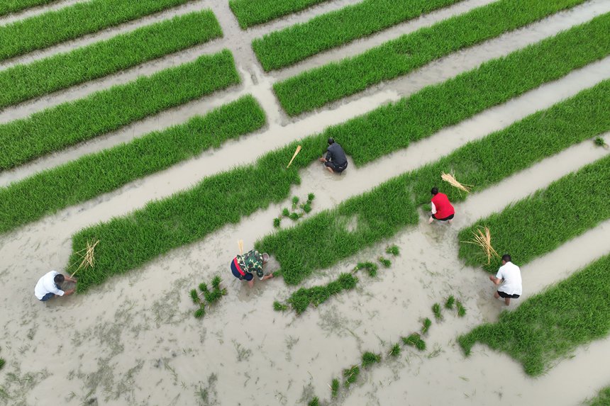 村民在“馬喇貢米”基地起秧。楊敏攝