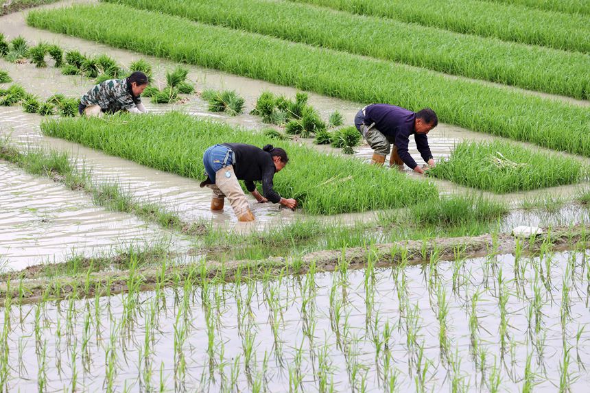 村民在“馬喇貢米”基地起秧。楊敏攝