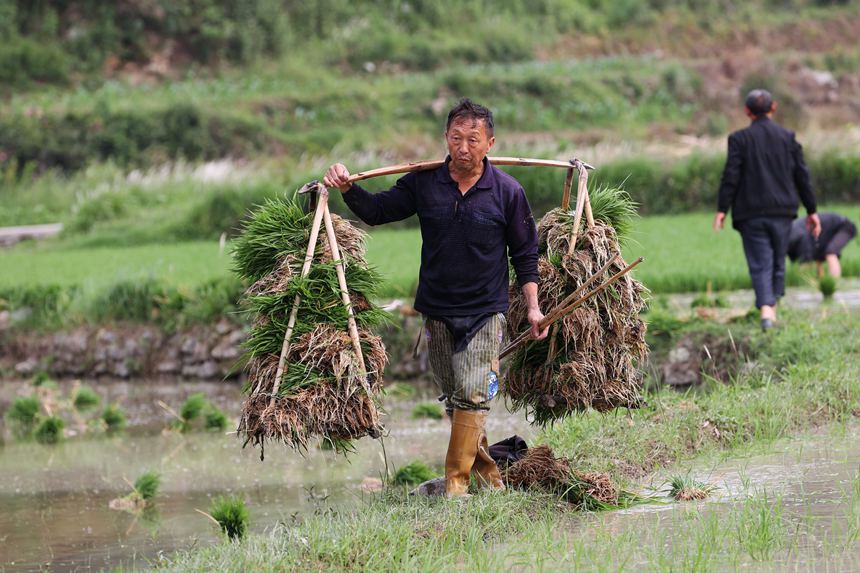 村民在“馬喇貢米”基地起秧。楊敏攝