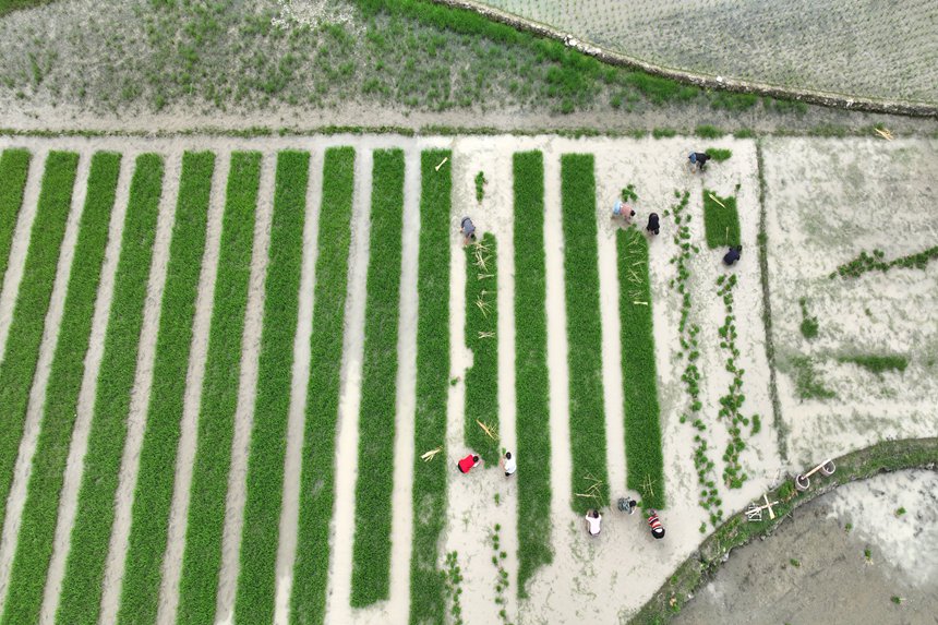 村民在“馬喇貢米”基地起秧。楊敏攝