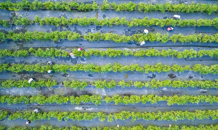 村民正在采收藍(lán)莓。甘昊旻攝