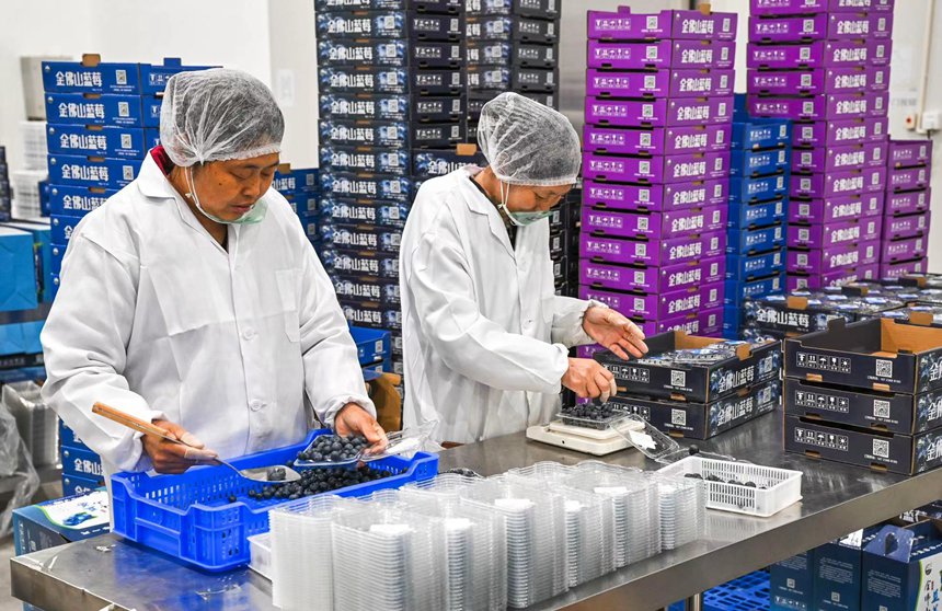 工人在分揀新剛采收的藍(lán)莓。甘昊旻攝