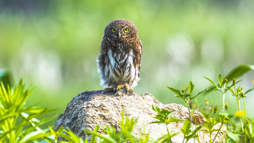 金佛山國(guó)家自然保護(hù)區(qū)里嬉戲的斑頭鵂鹠幼鳥(niǎo)。瞿明斌攝