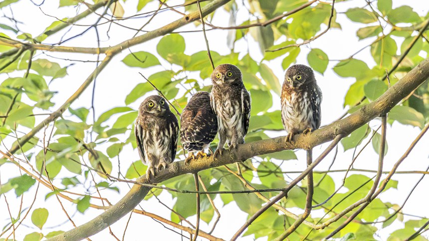 金佛山國家自然保護區(qū)里嬉戲的斑頭鵂鹠幼鳥。瞿明斌攝