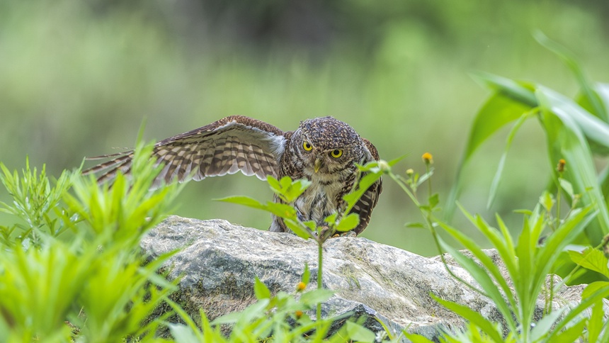 金佛山國家自然保護(hù)區(qū)里嬉戲的斑頭鵂鹠幼鳥。瞿明斌攝