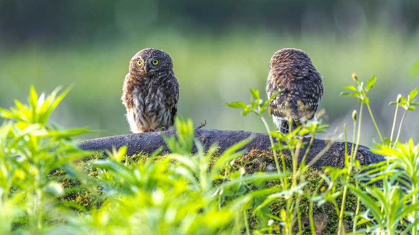 金佛山國(guó)家自然保護(hù)區(qū)里嬉戲的斑頭鵂鹠幼鳥(niǎo)。瞿明斌攝