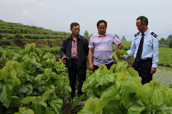 在黔江區(qū)黑溪鎮(zhèn)光明村蠶桑養(yǎng)殖基地，黔江區(qū)稅務(wù)局駐村第一書(shū)記張紹淦向村民講解蠶桑養(yǎng)殖需要注意的問(wèn)題。譚為駿攝