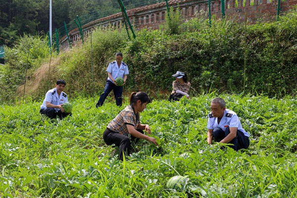 忠縣稅務(wù)局駐善廣鄉(xiāng)金鐘村工作隊(duì)幫助村民收西瓜。宋棚祥攝