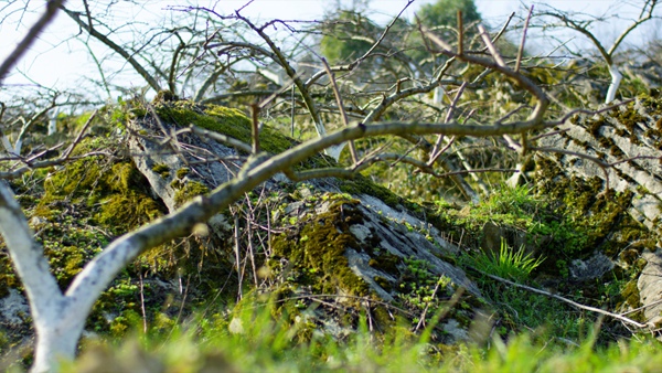 武隆石漠化治理。重慶市林業(yè)局供圖