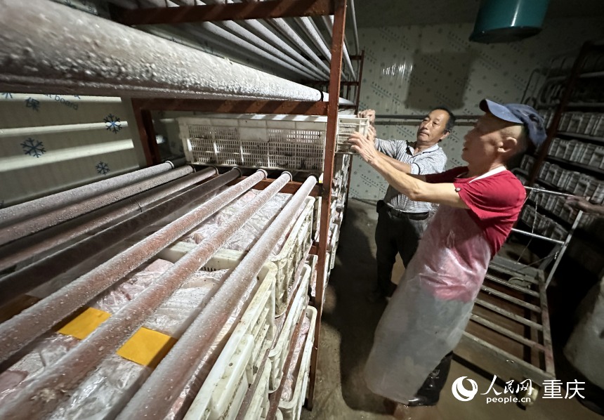 工作人員將處理好的家禽搬運至凍庫進(jìn)行冷凍。 人民網(wǎng)記者 劉政寧攝