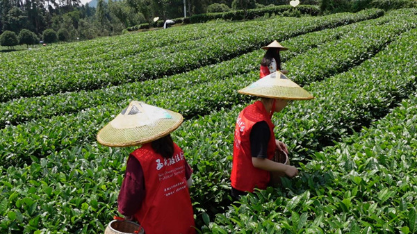 團隊成員在田間體驗采茶。西南政法大學(xué)供圖