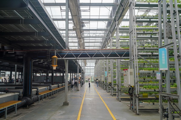 魚(yú)菜共生AI工廠。趙國(guó)淦攝