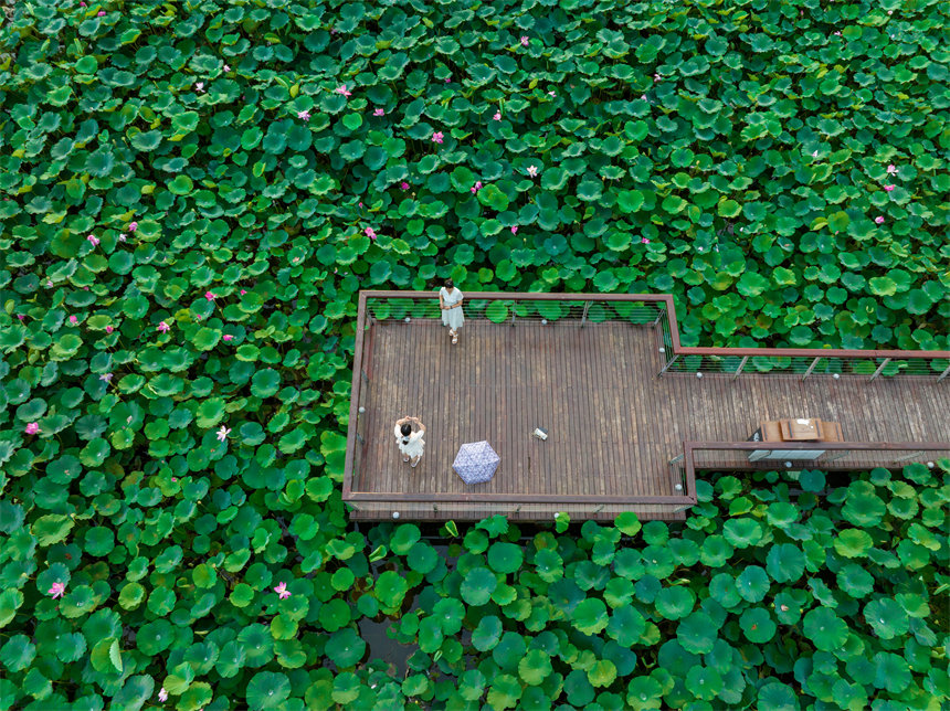 南岸區(qū)疊水公園夏荷盛開，吸引了眾多市民、游客前來賞荷。郭旭攝