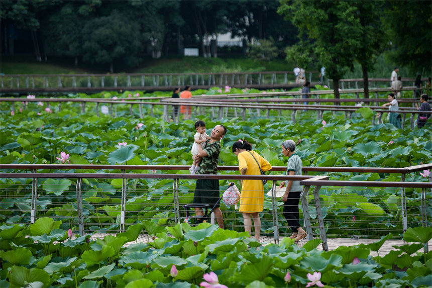 南岸區(qū)疊水公園夏荷盛開，吸引了眾多市民、游客前來賞荷。郭旭攝