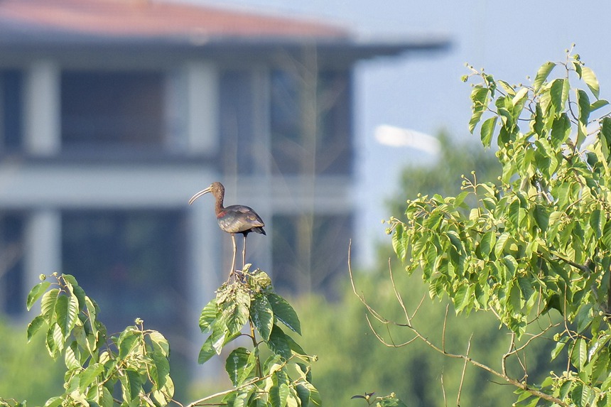 彩鹮停留在枝頭。余懷先攝