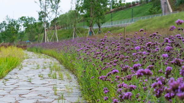 “兩江四岸”葛老溪段。唐鑫攝