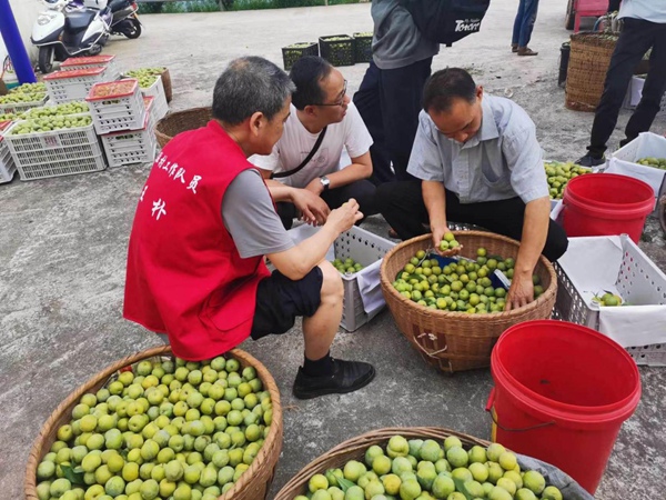 巫山縣稅務局駐村工作隊隊員王樸（左一）幫助官渡鎮(zhèn)竹林村村民銷售脆李。陳太軍攝