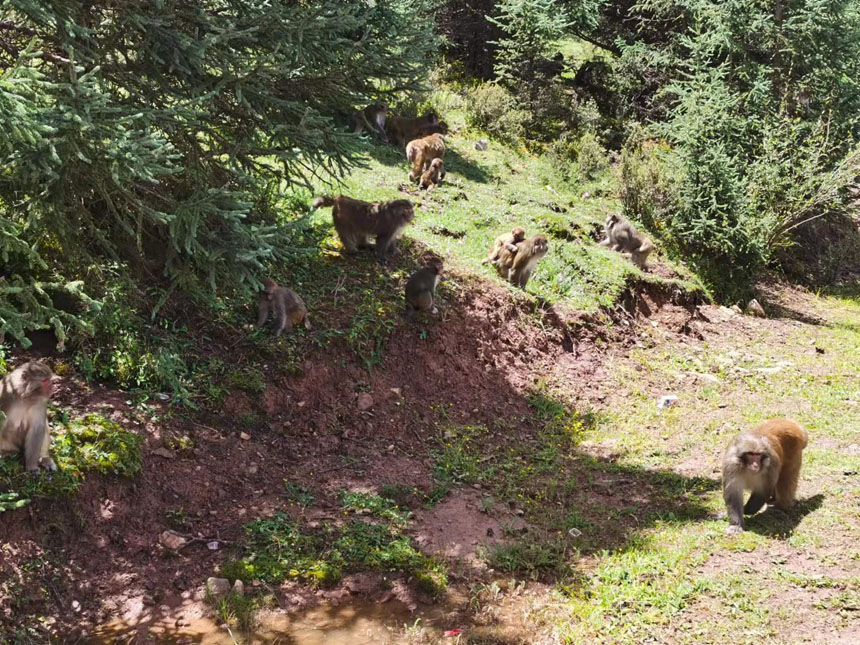 去往類烏齊縣途中偶遇的藏獼猴群。姜峰攝