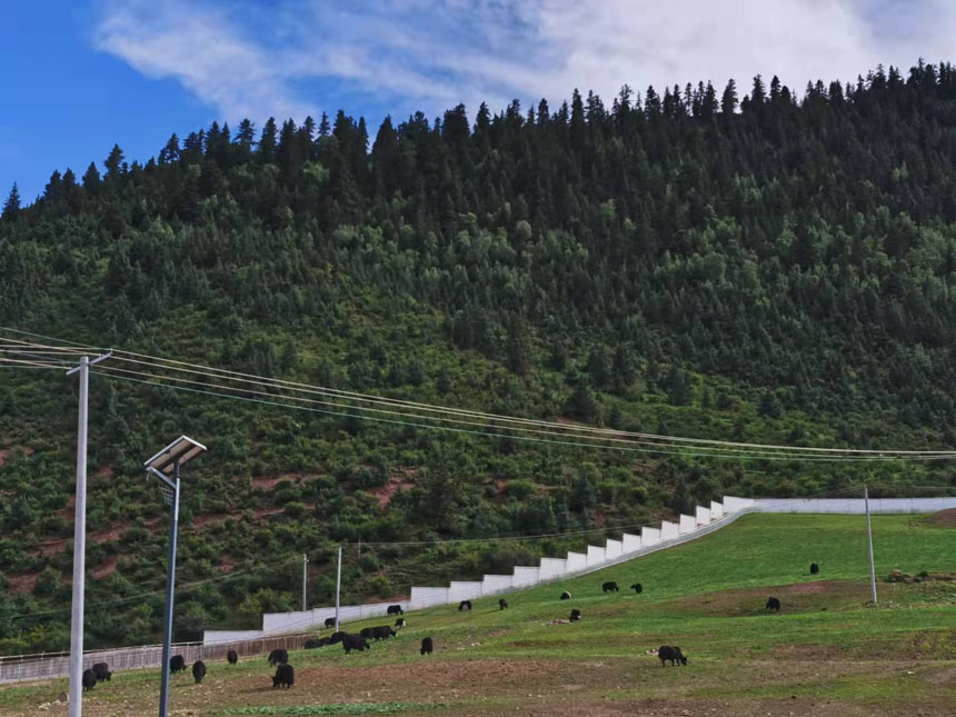位于類烏齊縣央宗村的現(xiàn)代化牦牛育肥基地。姜峰攝