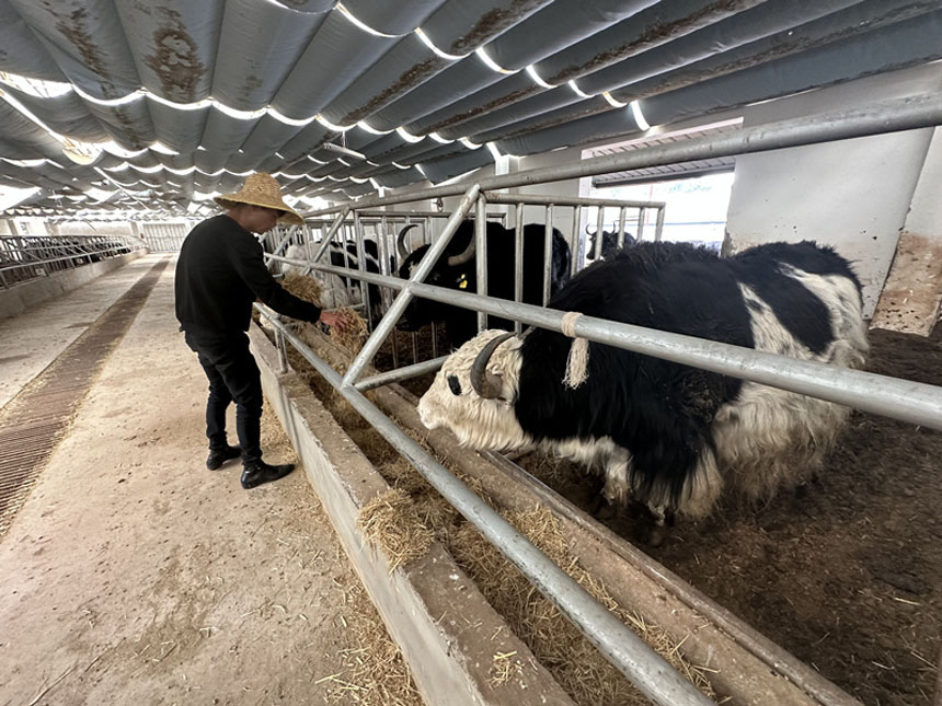 工作人員在給牦牛投喂草料。劉政寧攝